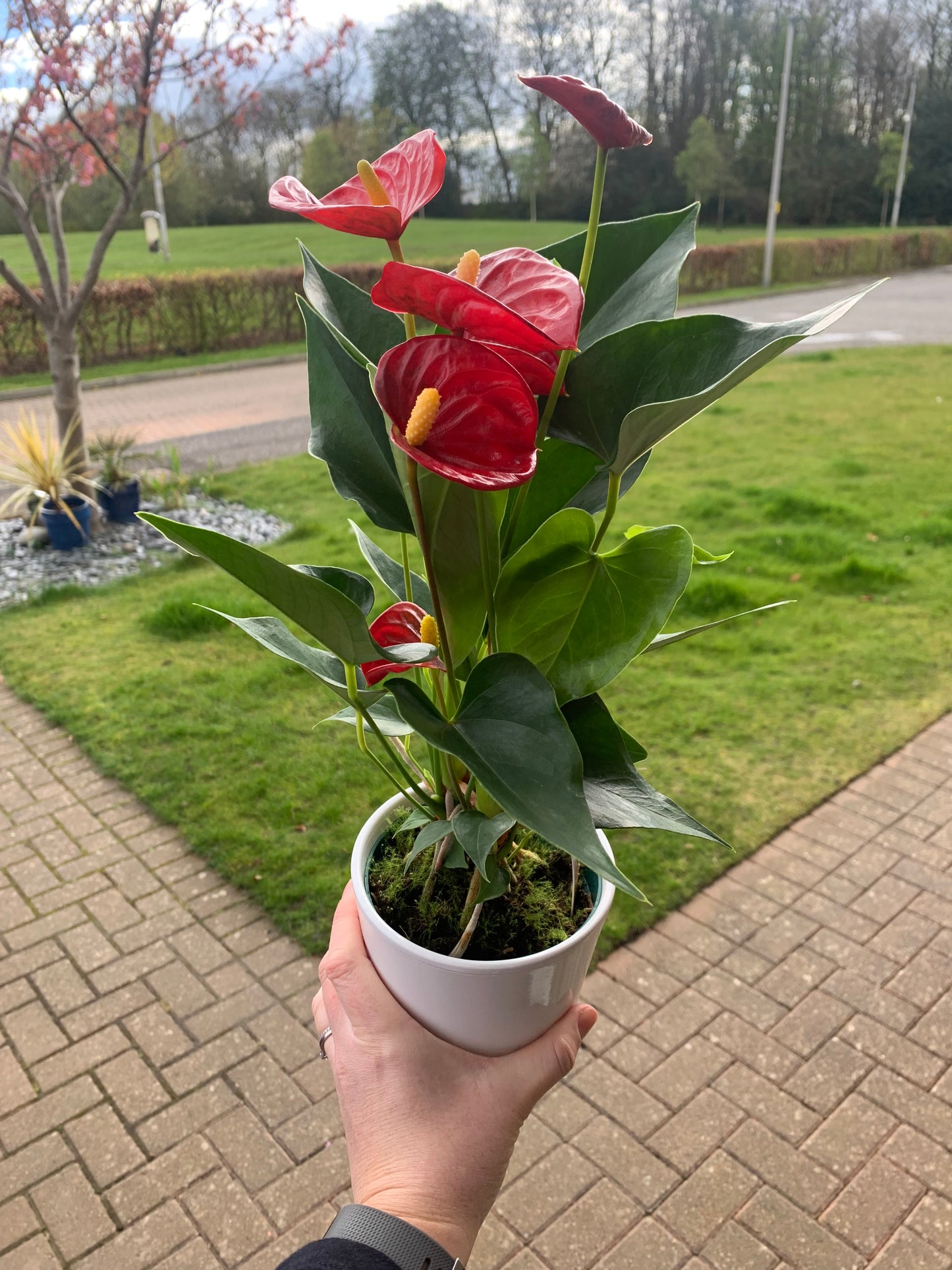 Anthurium