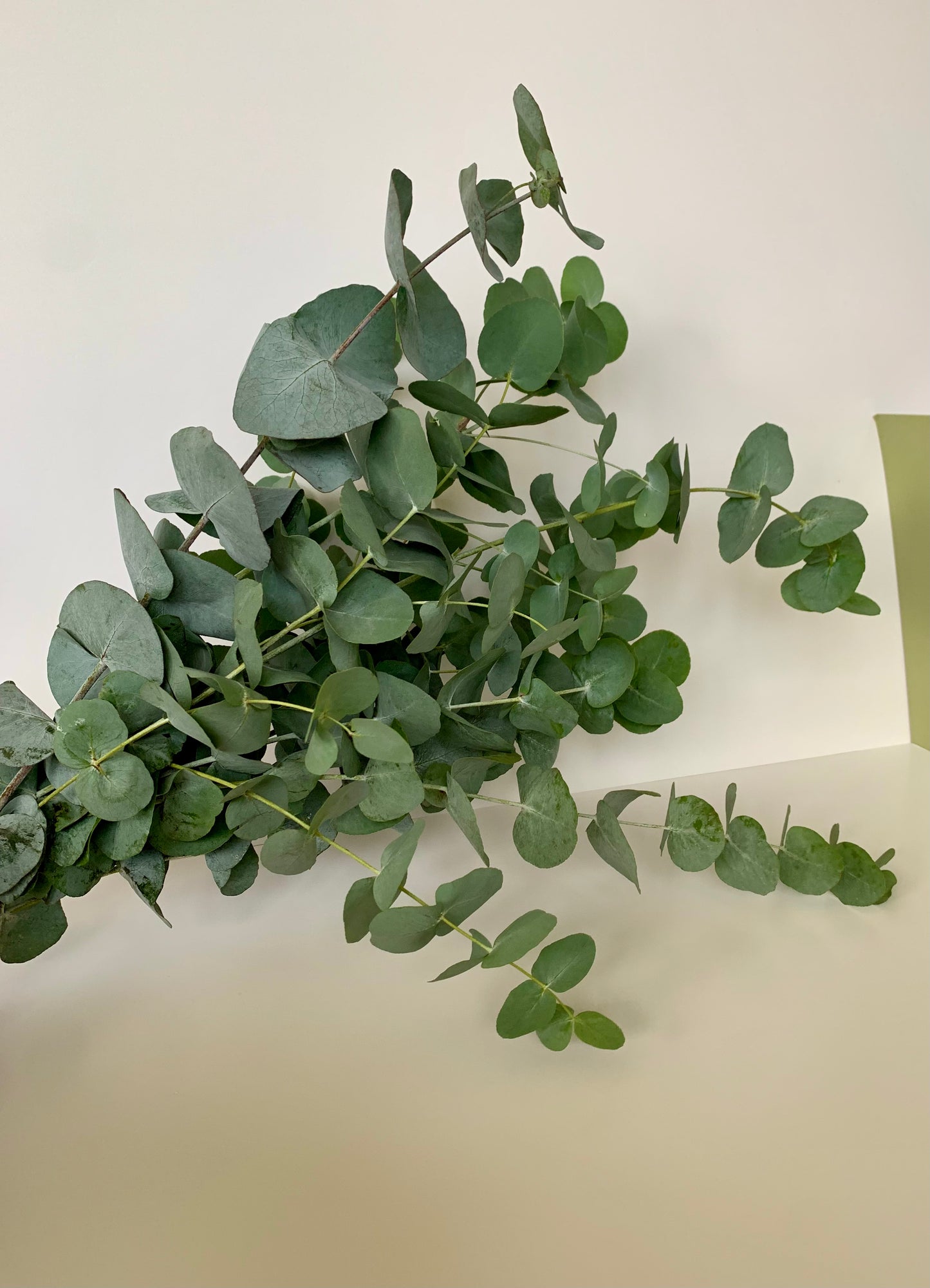 Eucalyptus Cinerea Bunch