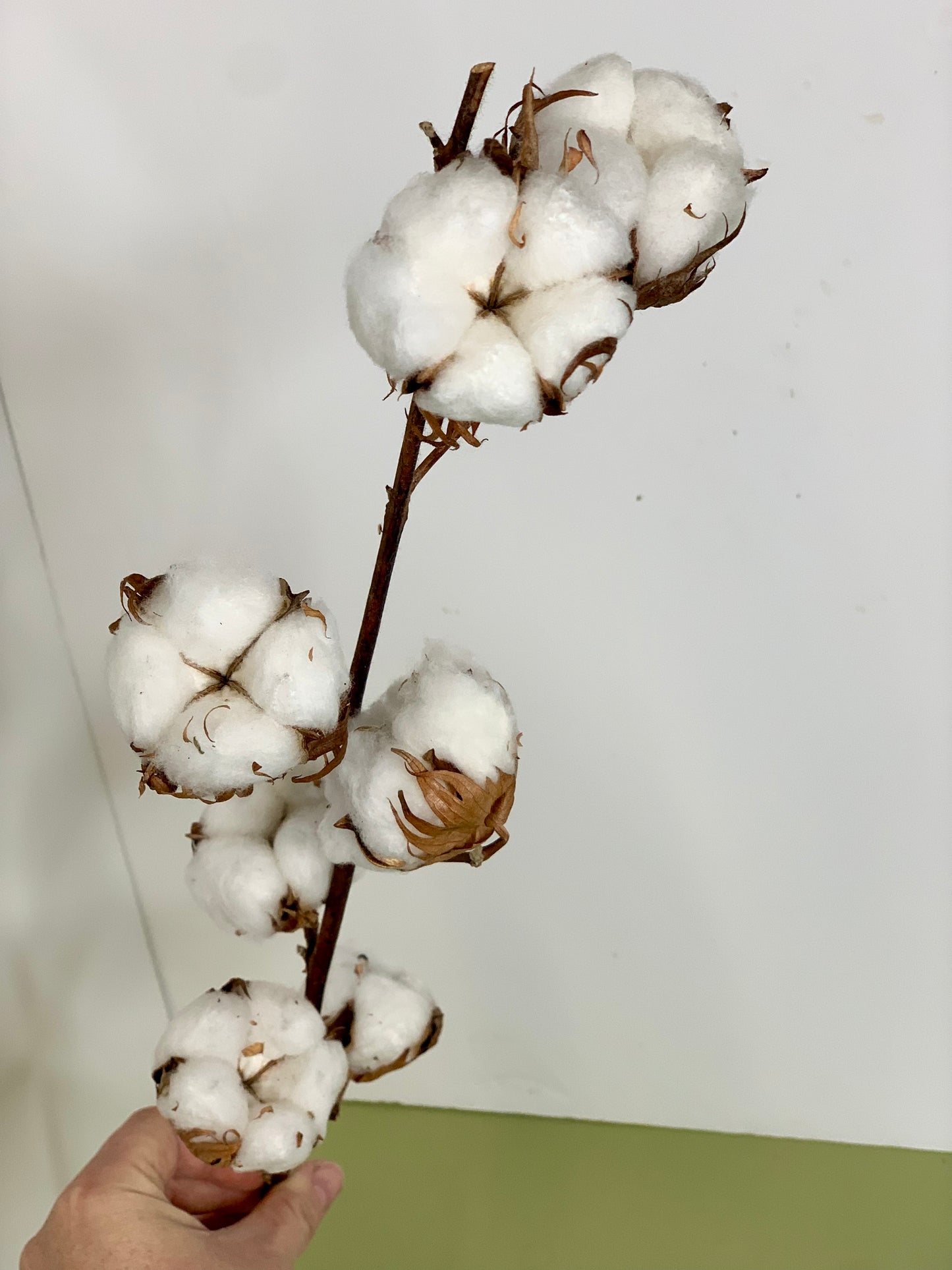 Natural Cotton