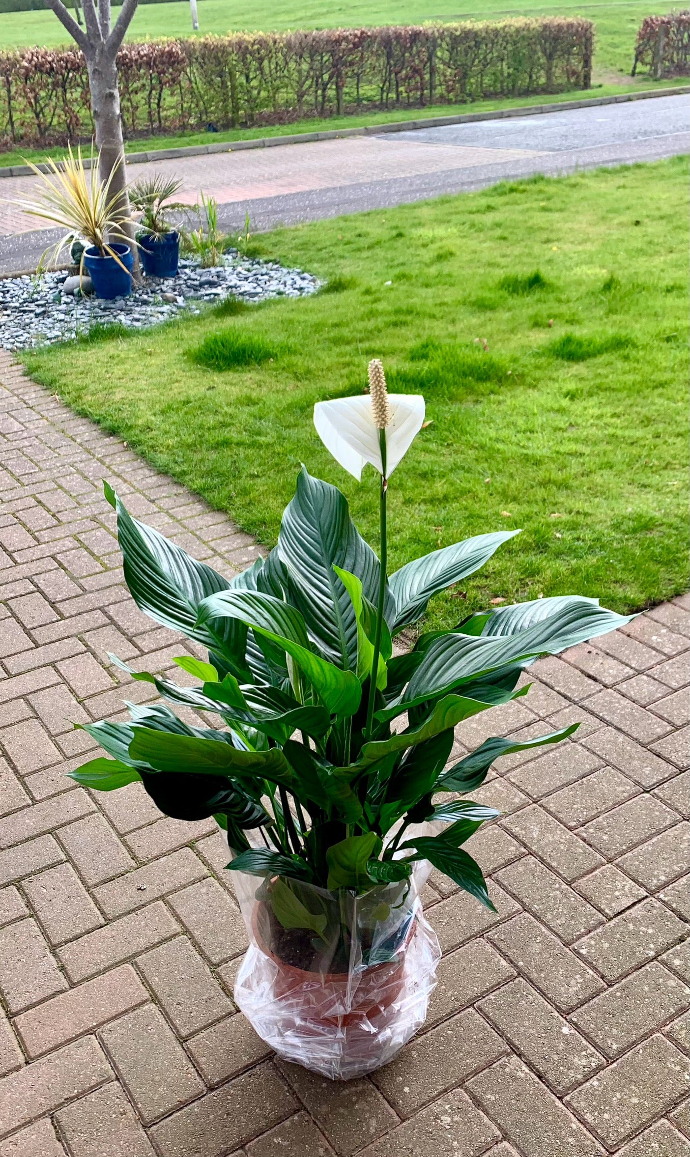 Peace Lily