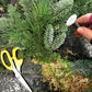 Wreath Workshops