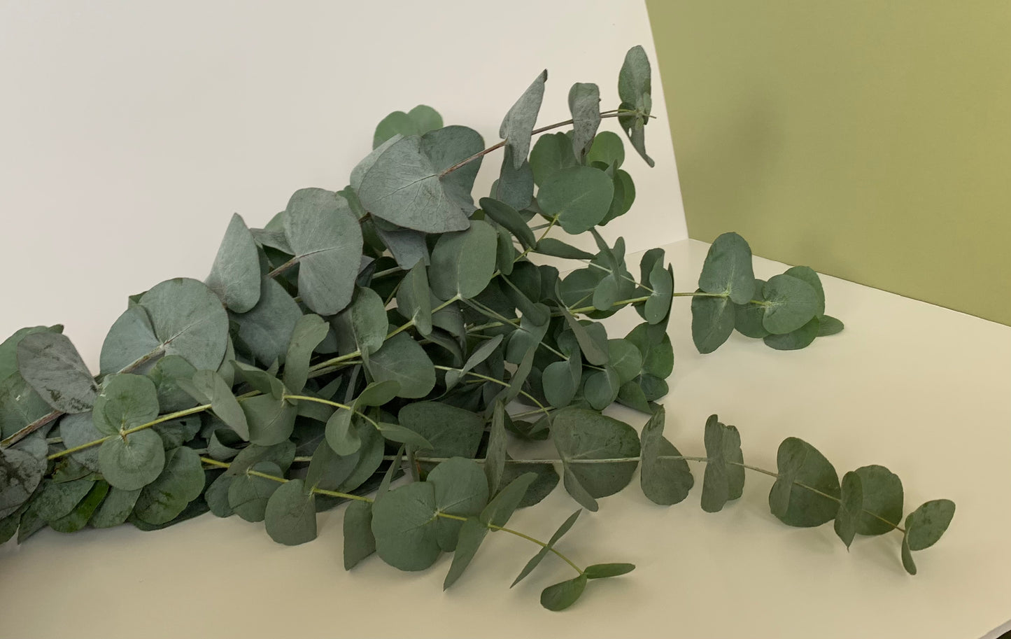 Eucalyptus Cinerea Bunch